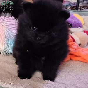Black Velvet, Pomeranian Puppy